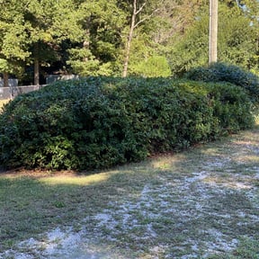 Bush Trimming by Green go landscaping services reviewed on August 19, 2025