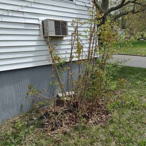 Bush Trimming by Lawn Care Rx reviewed on August 15, 2025