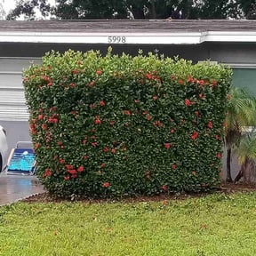 Bush Trimming by GreenRich Landscaping Solutions reviewed on August 19, 2025