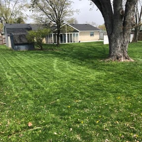 turf care by Diamond Landscape of Florida reviewed on November 9, 2017