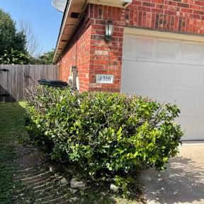 Bush Trimming by Shield Hygienic Services llc reviewed on August 16, 2025