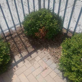 Leaf Removal by Carranza landscaping reviewed on April 19, 2026