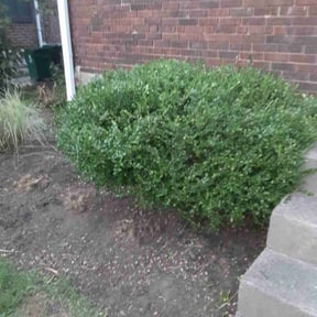 Flower Bed Weeding by ChinaCat Landscaping reviewed on August 20, 2025