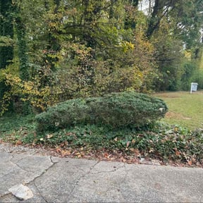 Bush Trimming by Ed&#039;s landscaping reviewed on October 22, 2025