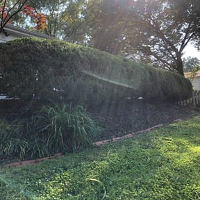 Bush Trimming by Shear Guardians Lawn Service reviewed on August 18, 2025