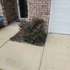 Bush Trimming by Elles landscaping reviewed on August 16, 2025