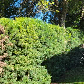 Bush Trimming by Cohen Lawn & Landscaping reviewed on August 15, 2025