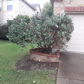 Bush Trimming by DMB grounds LLC reviewed on August 18, 2025