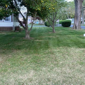 lawn care by Tru Blues L&L reviewed on September 7, 2024