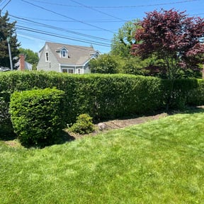 Bush Trimming by Waters Landscaping reviewed on January 9, 2026