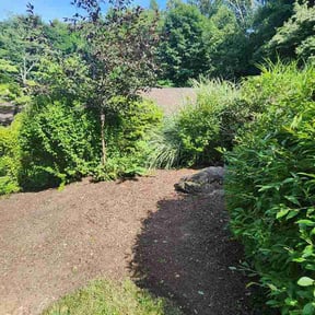 Bush Trimming by Budget Cut Lawn Service reviewed on July 23, 2026