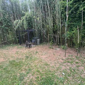 Leaf Removal by Abney's lawncare reviewed on June 3, 2026