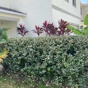 Bush Trimming by Quality cuts lawn care reviewed on August 19, 2025