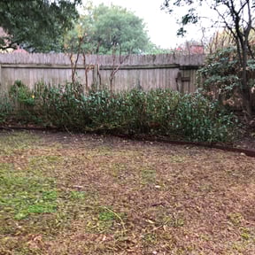 Bush Trimming by A&M Landscaping Services reviewed on August 15, 2025