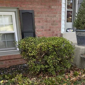 Bush Trimming by Felicianos Lawn Maintenance LLC reviewed on November 9, 2025