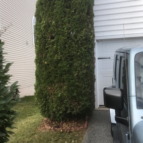 Bush Trimming by BKreativ reviewed on August 21, 2025