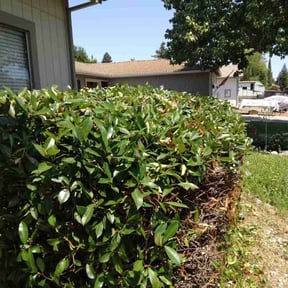 Bush Trimming by Top Dawg Lawn reviewed on August 17, 2025