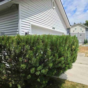 Bush Trimming by B&amp;D lawncare services reviewed on July 10, 2026