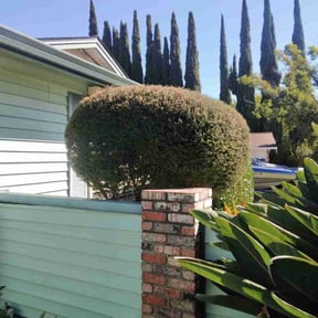 Flower Bed Weeding by We Talk Lawn and Tree reviewed on November 22, 2024