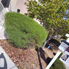 Bush Trimming by Crispy Cuts reviewed on October 20, 2025