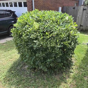Bush Trimming by Lawnawn, LLC reviewed on August 16, 2025