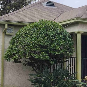Bush Trimming by J's Lawn and Landscaping reviewed on August 16, 2025