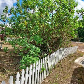 Bush Trimming by Quick lawn care llc reviewed on October 22, 2025