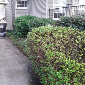Bush Trimming by Hensley Property Management reviewed on August 21, 2025