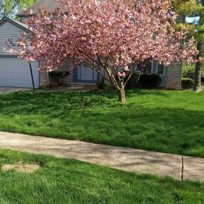 landscape maintenance by Green Paws lawn Care LLC reviewed on August 15, 2025