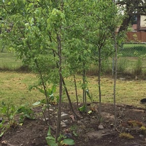 Bush Trimming by RD Lawn Services reviewed on December 16, 2025