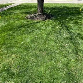 yard care by Precision Lawncare reviewed on November 22, 2025