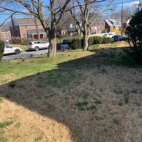 Leaf Removal by DaliaRosa reviewed on April 16, 2026