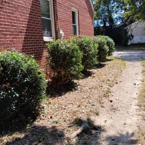 Bush Trimming by ShayShay&#039;s lawn care reviewed on November 4, 2025