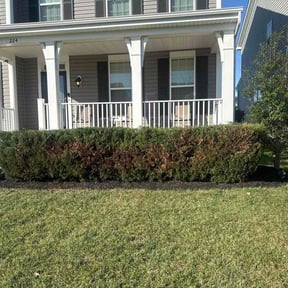 Bush Trimming by OnlyGrass reviewed on March 24, 2026