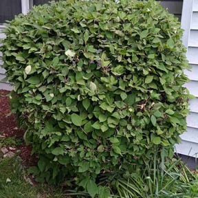 Bush Trimming by Grass Pass reviewed on June 6, 2026