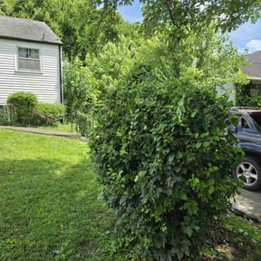 Bush Trimming by Gios Multitask Lawn & Landscaping Services LLC reviewed on August 15, 2025