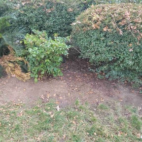 Leaf Removal by Dew Right Lawn Care LLC reviewed on December 16, 2025