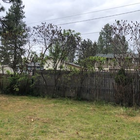 Bush Trimming by Just Cuts Lawn Care reviewed on August 15, 2025