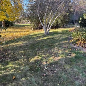 Leaf Removal by Grannies Mow&amp;Snow llc reviewed on December 11, 2025