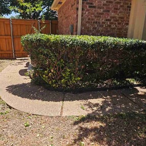 Bush Trimming by Clark Lawn Care reviewed on August 19, 2026
