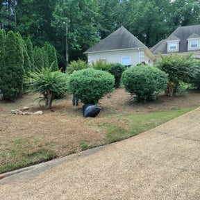 Bush Trimming by 3D GARDEN DESIGN and lawn care reviewed on August 17, 2025