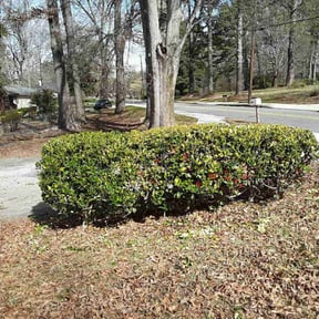 Bush Trimming by Polished detail reviewed on August 21, 2025