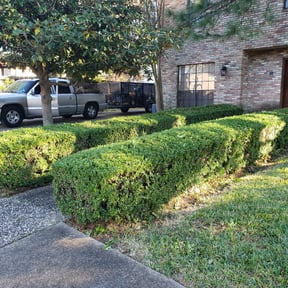 Bush Trimming by Mann Services reviewed on August 21, 2025