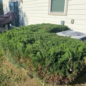Bush Trimming by 13 Books LLC reviewed on August 15, 2025