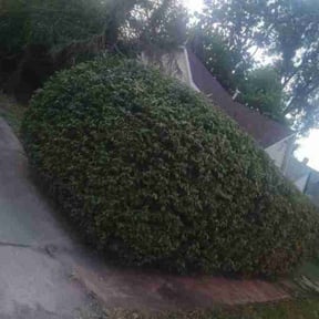 Bush Trimming by CRM Services reviewed on November 7, 2025