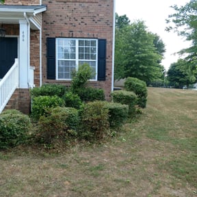 Bush Trimming by Boyd's lawn care reviewed on August 19, 2025