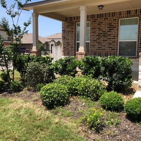 Bush Trimming by LG Lawn Services reviewed on August 18, 2025