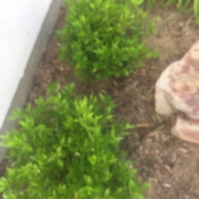 Bush Trimming by Arose landscaping reviewed on August 19, 2025