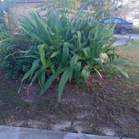 Bush Trimming by Js Lawn Care reviewed on August 21, 2025