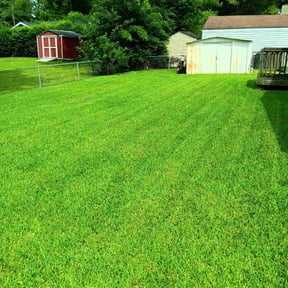 yard service by Scully's Lawn and Landscape reviewed on August 18, 2025